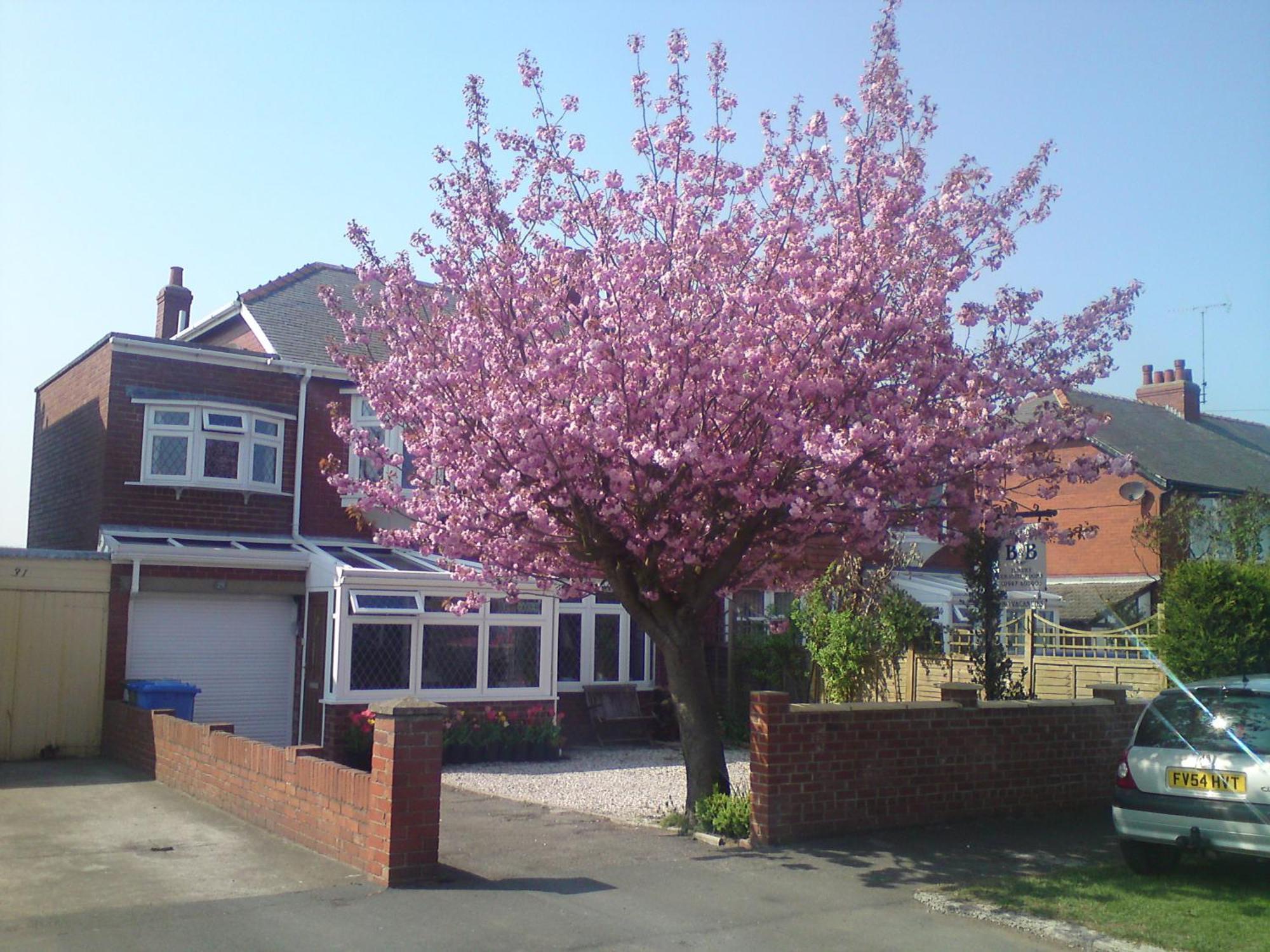 Cherry Blossom Guest House Вітбі Екстер'єр фото